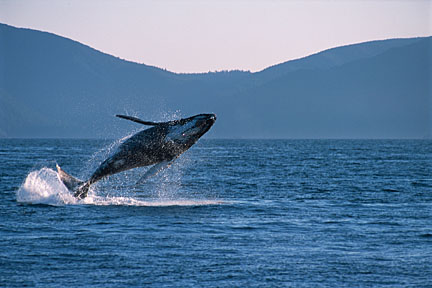 赏鲸，BC省